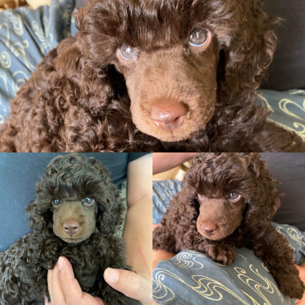 ブラウンのトイプードル Atlantis Poodle