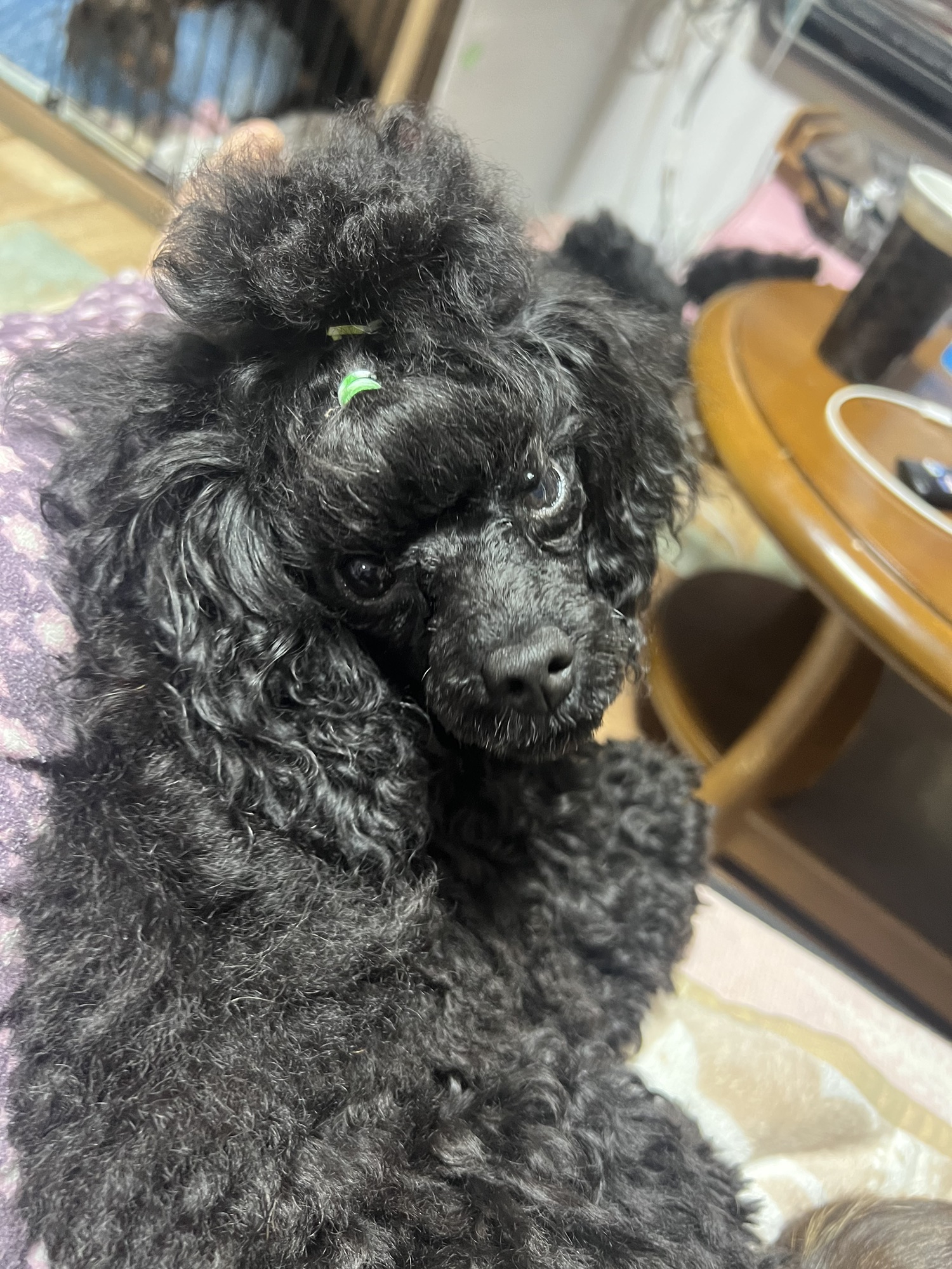 ペティーナプードル pettena poodle ペティーナ プードル+