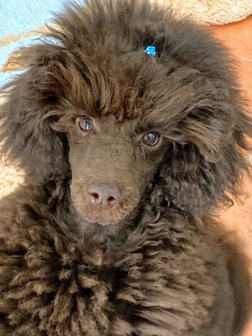 甘栗ナッツ Atlantis Poodle 甘栗ナッツ Atlantis Poodle