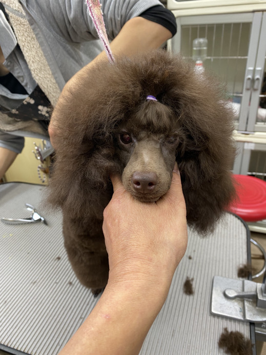 Atlantis Poodle