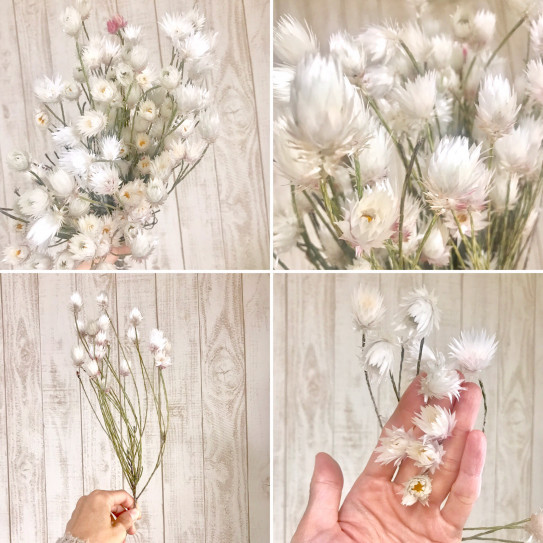 ローダンセ エバーラスティングset Evergreen