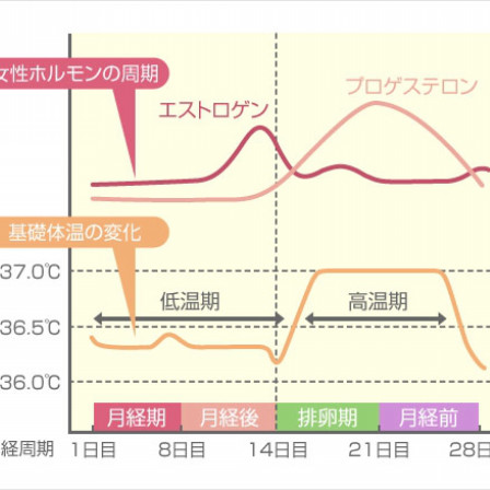 エストロゲンとプロゲステロン 久留米 鍼灸整骨院 整体院 誠春 妊活 不妊鍼灸 産後整体 エストロゲンとプロゲステロン 久留米 鍼灸整骨院 整体院 誠春 妊活 不妊鍼灸 産後整体