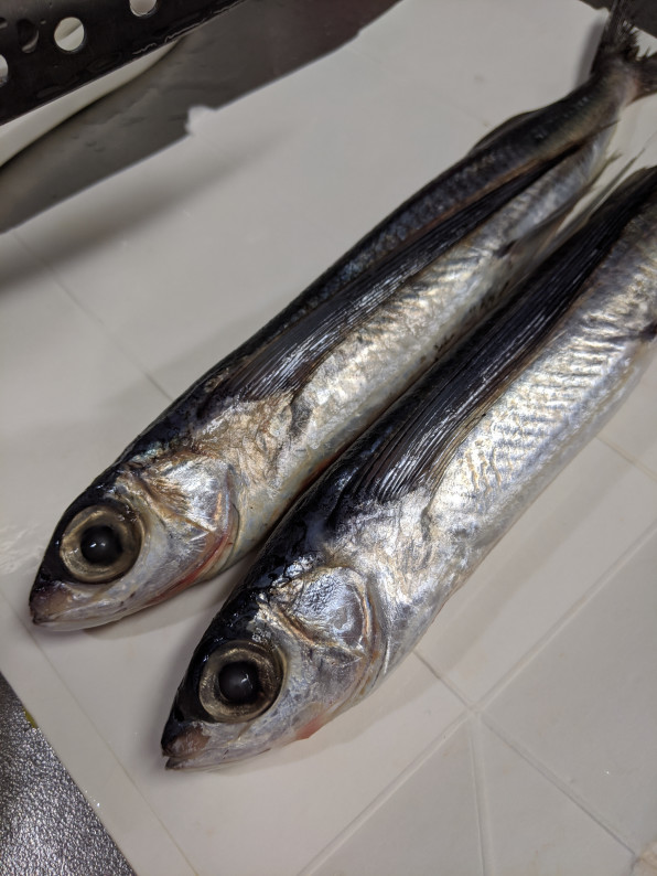 お魚クイズ 太田市大原町で人気の美容室 ヘアサロンならhair Garden Hanairo