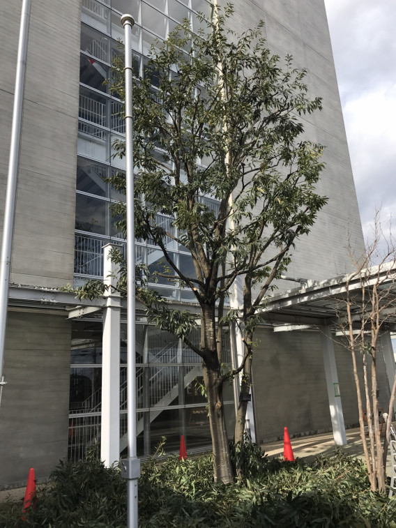 シラカシ剪定 J L Design シラカシ剪定 J L Design