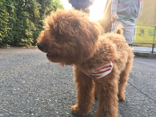 愛犬の悩み相談 噛み癖 トイプードル 4ヶ月 オス Pigumo Sora 成長の記録