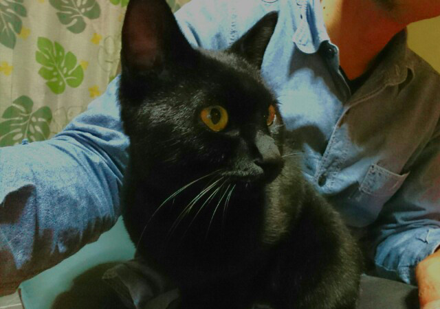 19 19 黒猫 クロ 卒業 わんにゃんレスキューおっぽ あつみ 19 19 黒猫 クロ 卒業 わんにゃんレスキューおっぽ あつみ