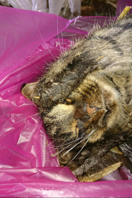 悲しい出動 わんにゃんレスキューおっぽ あつみ