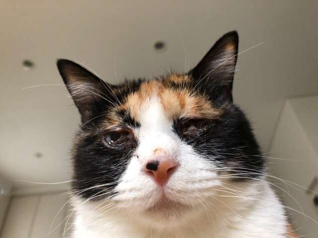 でこちゃんの現在のてんかん発作の状況  わんにゃんレスキューおっぽ 