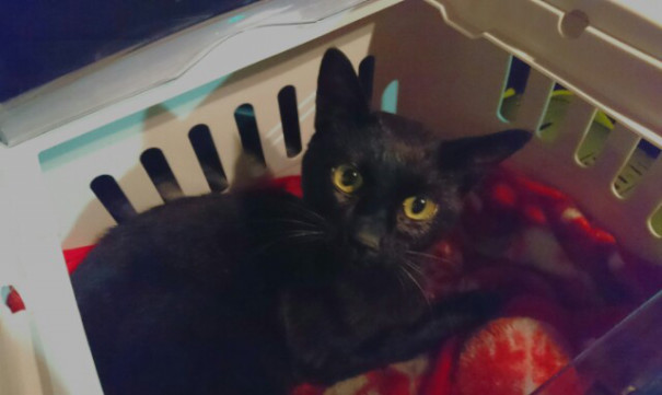 黒猫のクロちゃん わんにゃんレスキューおっぽ あつみ 黒猫のクロちゃん わんにゃんレスキューおっぽ あつみ