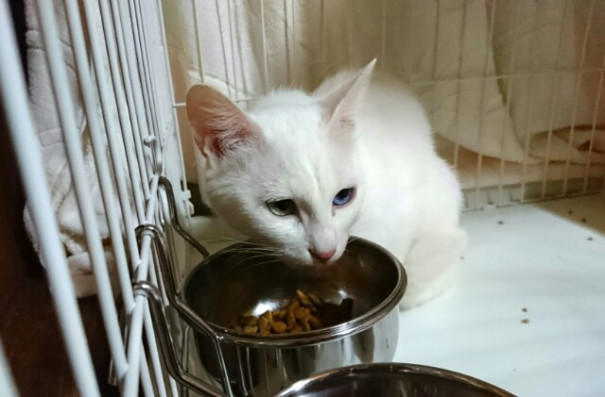 野良猫 海ちゃんの家猫化計画 その2 わんにゃんレスキューおっぽ あつみ