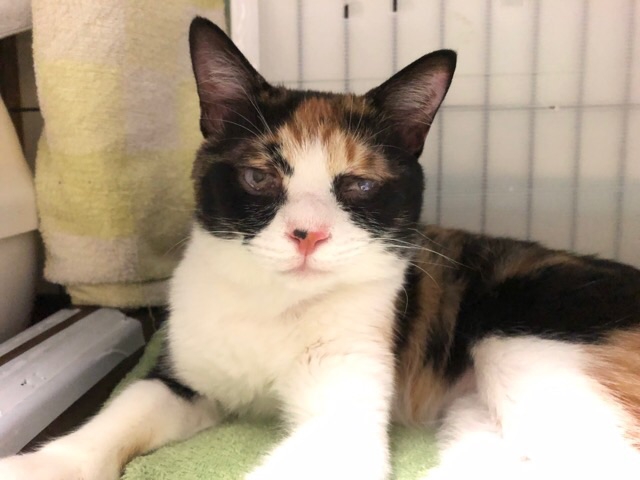 てんかん発作から1年 わんにゃんレスキューおっぽ@あつみ