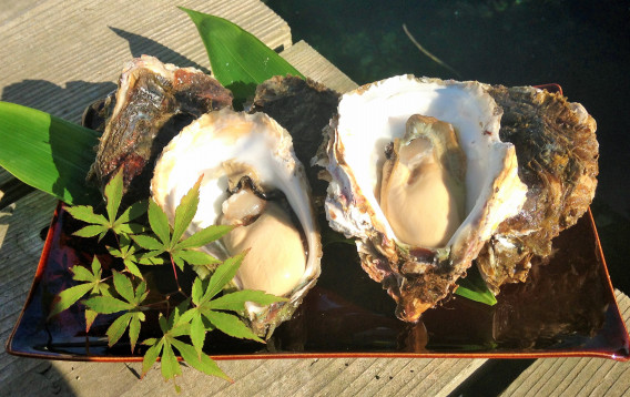 能登産 岩牡蠣の販売を開始します おうた水産 能登産 岩牡蠣の販売を開始します おうた水産