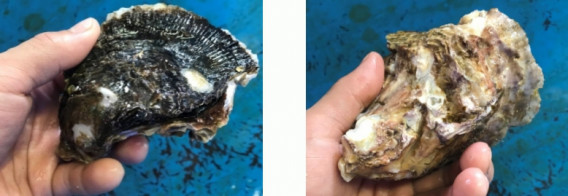 殻付かきの開け方 おうた水産 殻付かきの開け方 おうた水産