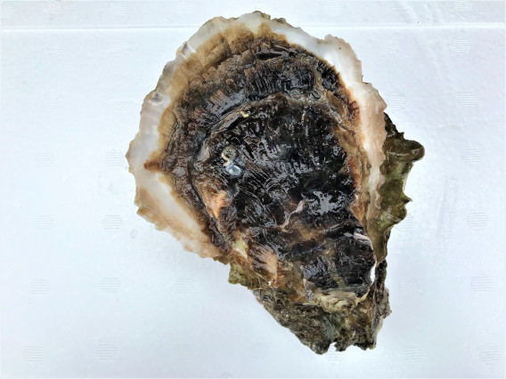 殻付かきの開け方 おうた水産 殻付かきの開け方 おうた水産