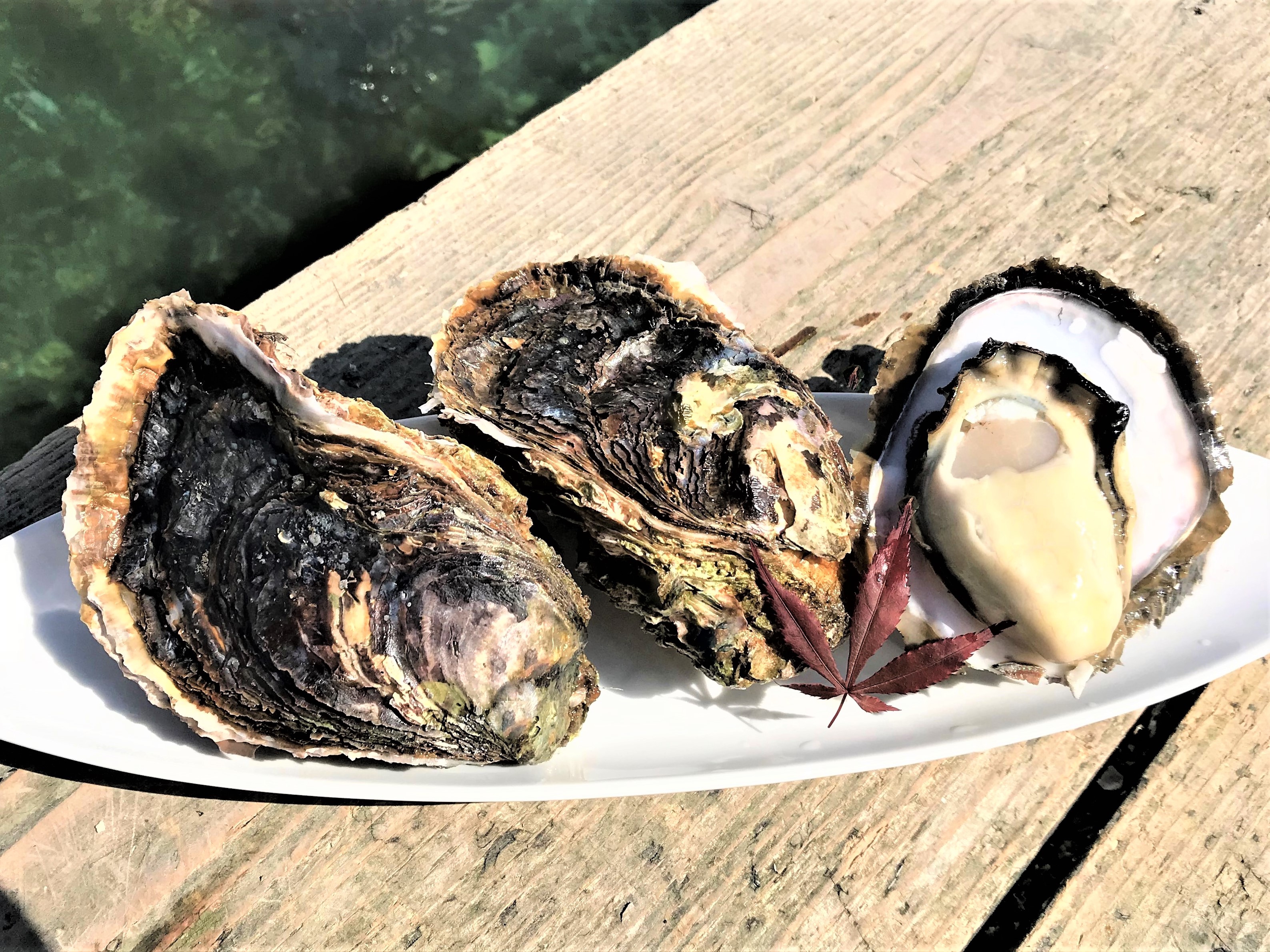 岩牡蠣 販売開始します おうた水産