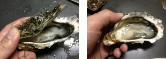 殻付かきの開け方 おうた水産 殻付かきの開け方 おうた水産