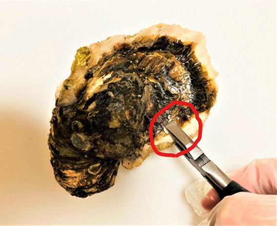 殻付かきの開け方 おうた水産 殻付かきの開け方 おうた水産