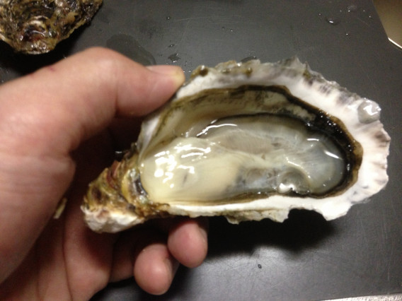 殻付かきの開け方 おうた水産