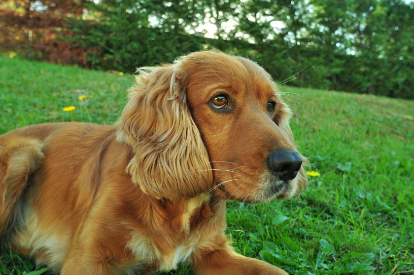 イギリスでもっとも人気のある犬種 18 London Uk Blog