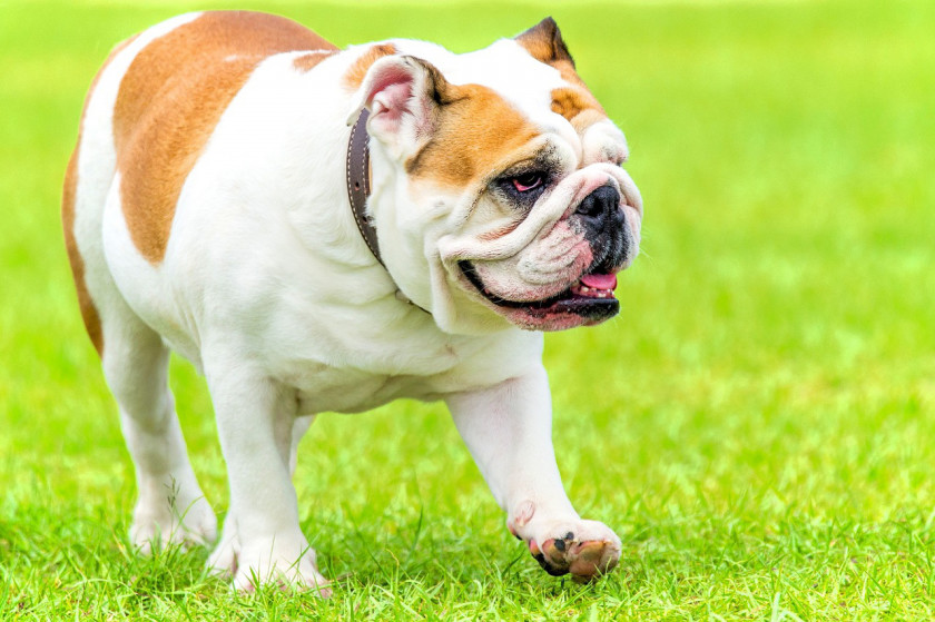 イギリスでもっとも人気のある犬種 18 London Uk Blog イギリスでもっとも人気のある犬種 18 London Uk Blog