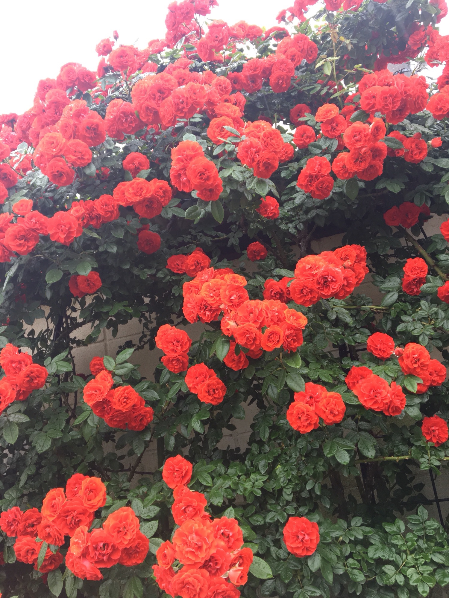 麗らか着物部 着物deお出掛け~ひろかわバラ園 | うらら着物部