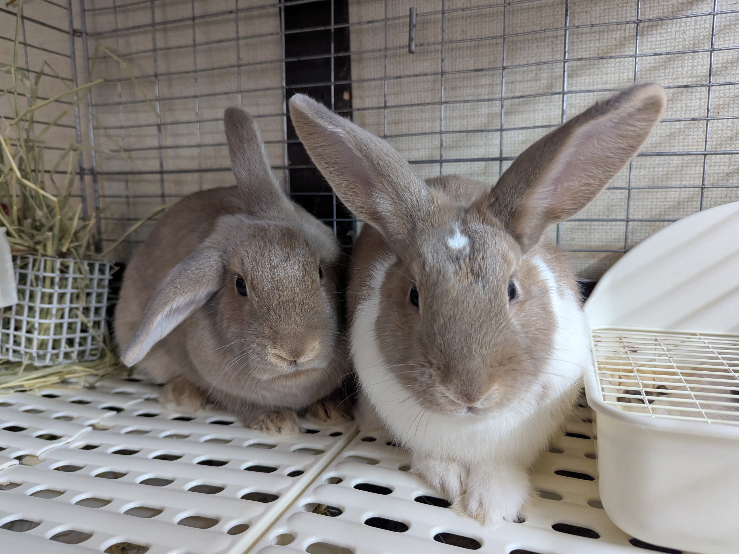 保護うさぎの家 悠兎（ゆうと）
