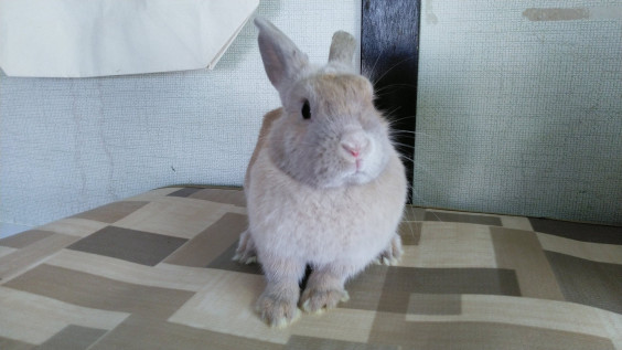 里親募集のうさぎさん達 保護うさぎの家 悠兎 ゆうと