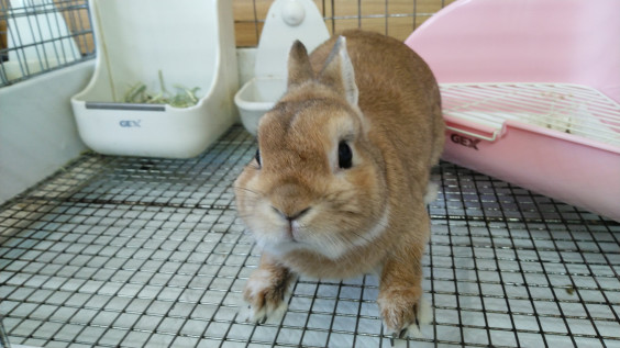 里親募集のうさぎさん達 保護うさぎの家 悠兎 ゆうと