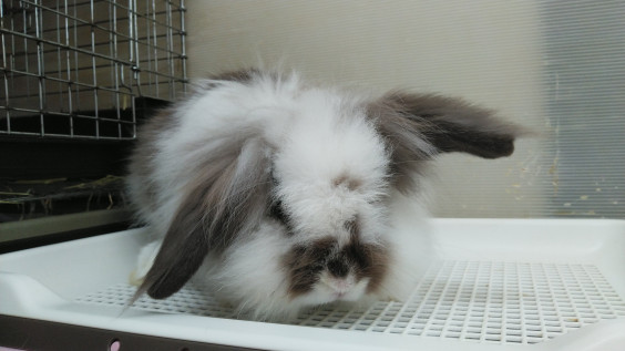 里親募集のうさぎさん達 保護うさぎの家 悠兎 ゆうと