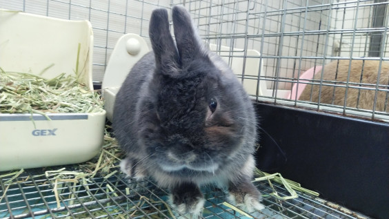 里親募集のうさぎさん達 保護うさぎの家 悠兎 ゆうと