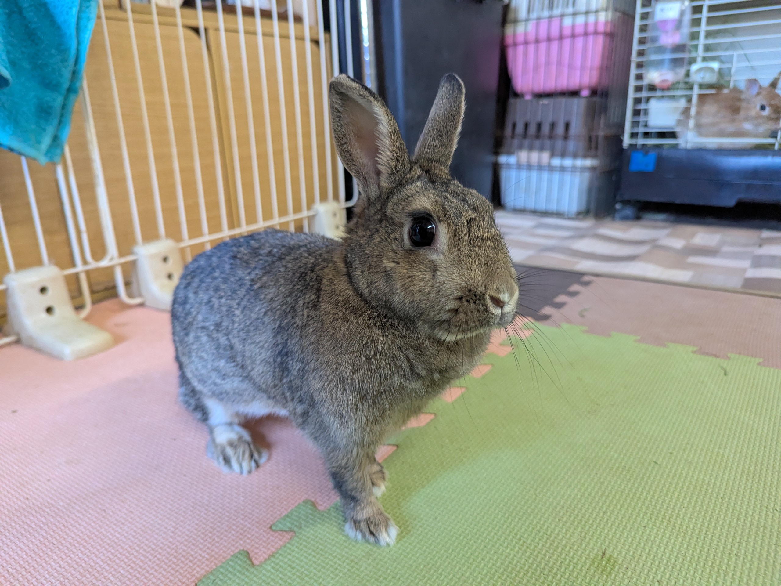 里親募集 うさぎ専門店 きよまさくん シニアだって里親募集中かわいい 