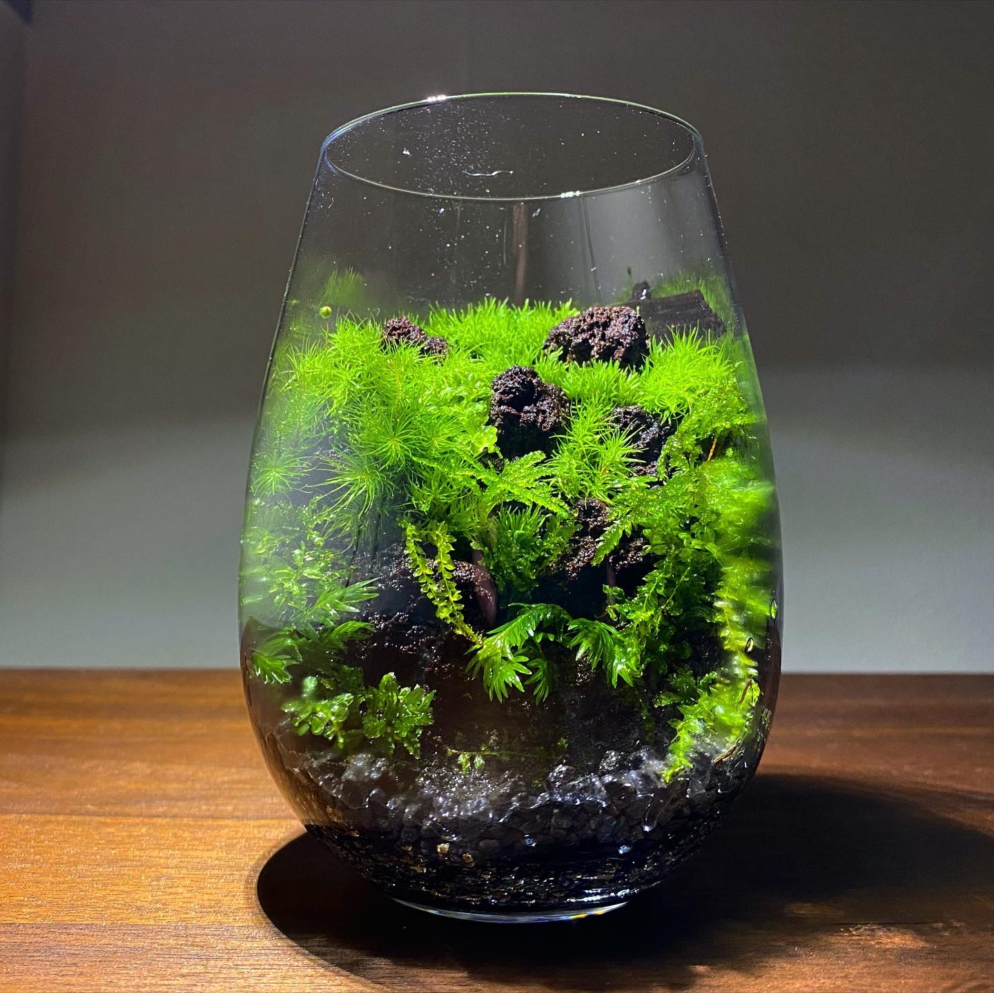 ❣️苔アート❣️苔リューム(雫しずく)送料込み 雫（しずく）型ガラス容器の苔テラリウム | 苔えくぼ ～こもれびの森から～