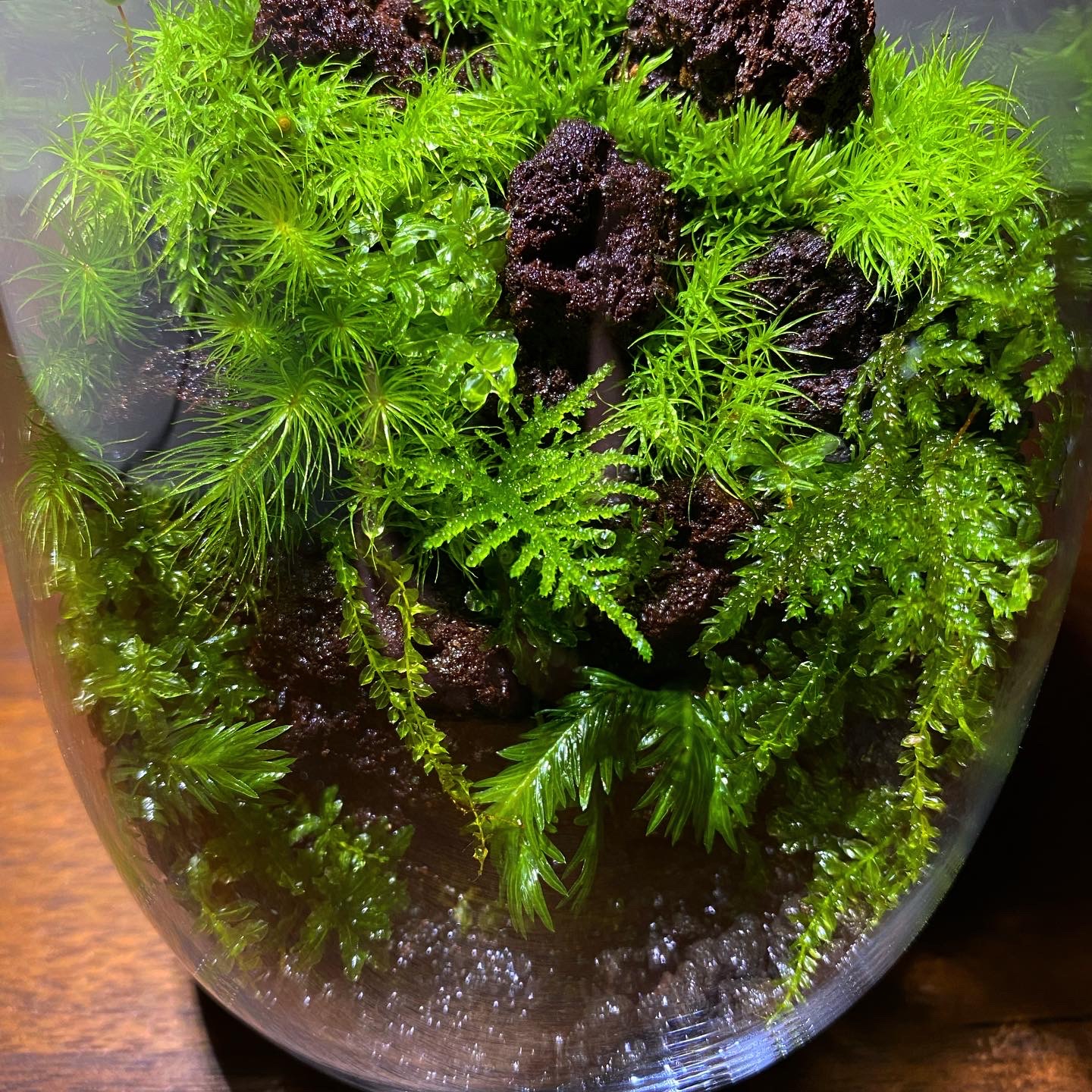 雫（しずく）型ガラス容器の苔テラリウム | 苔えくぼ ～こもれびの森から～