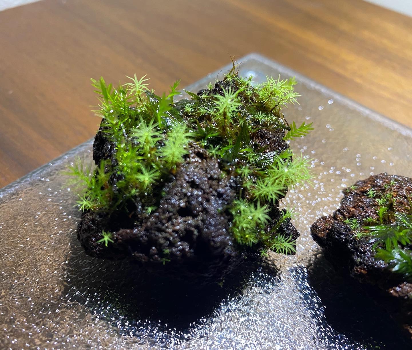 天然山苔 石に着生 - 植物/観葉植物