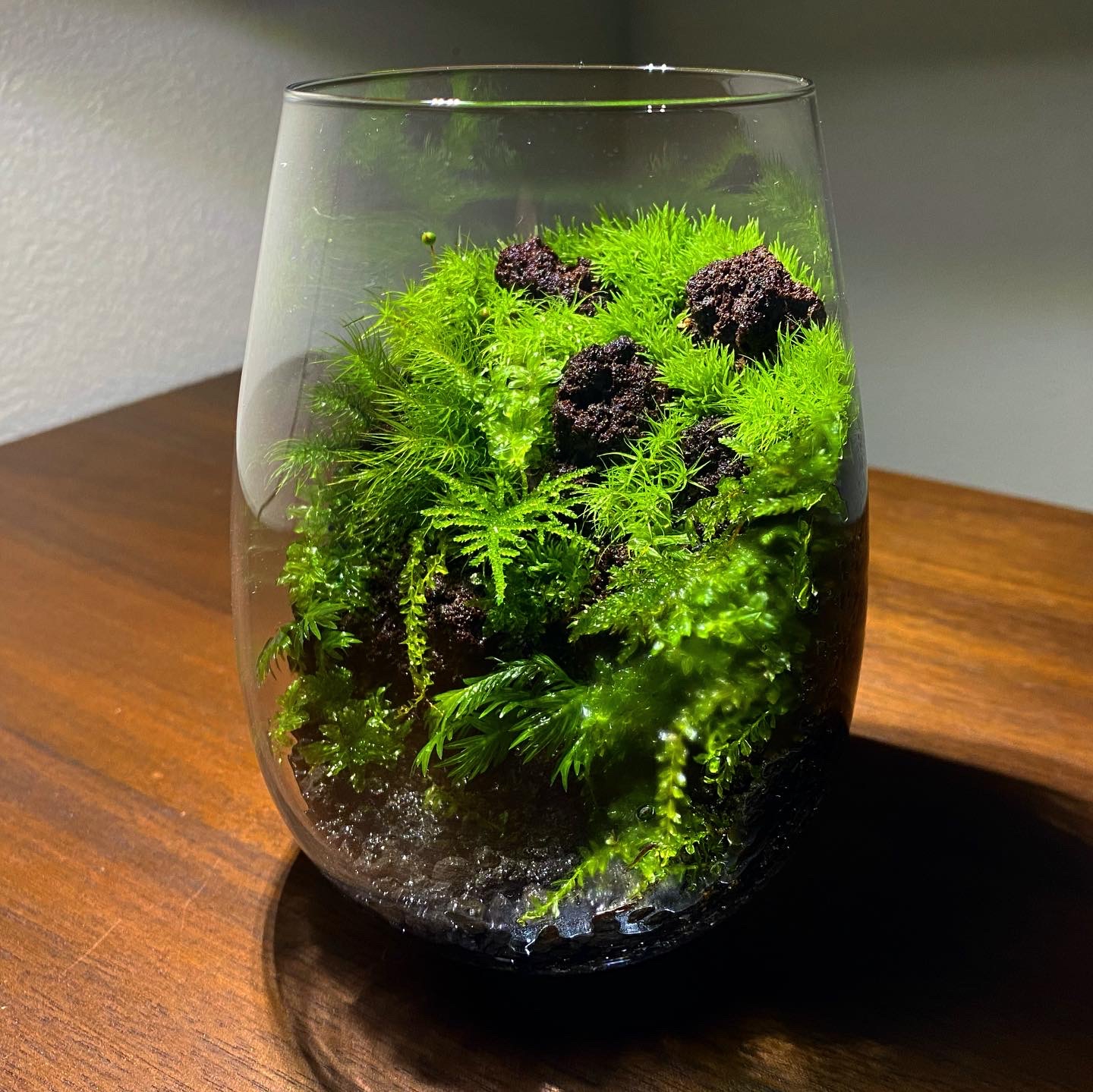 雫（しずく）型ガラス容器の苔テラリウム | 苔えくぼ ～こもれびの森から～