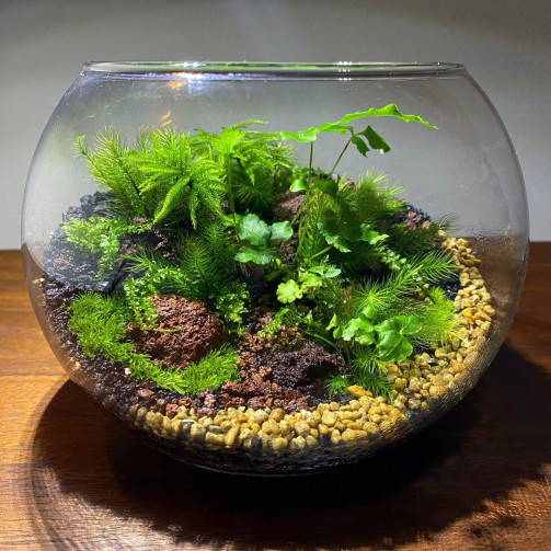 シダ植物を使った苔テラリウム 苔えくぼ シダ植物を使った苔テラリウム 苔えくぼ