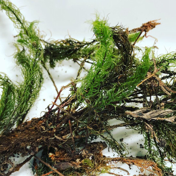 復活 苔えくぼ 復活 苔えくぼ