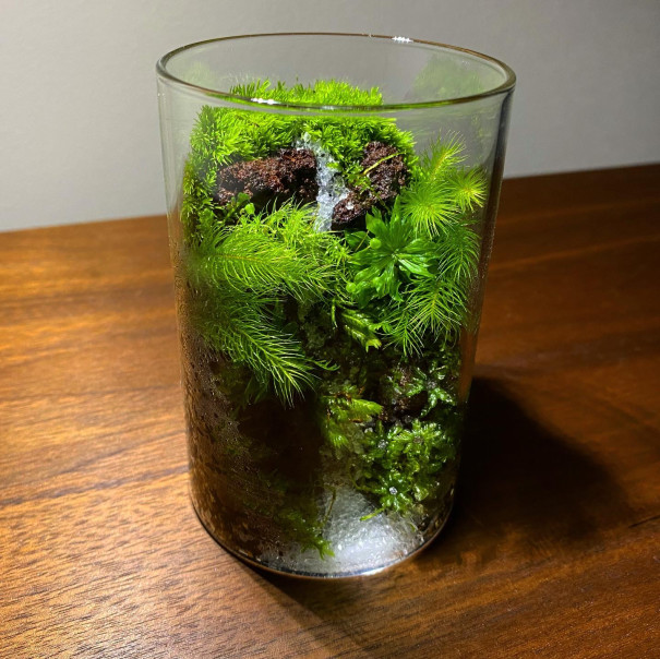 シリンダーボトルの苔テラリウム 滝 苔えくぼ シリンダーボトルの苔テラリウム 滝 苔えくぼ