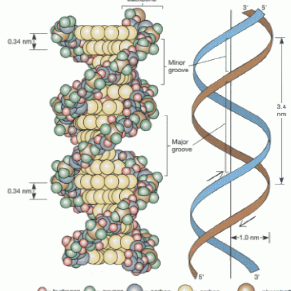 biology map ameba ownd