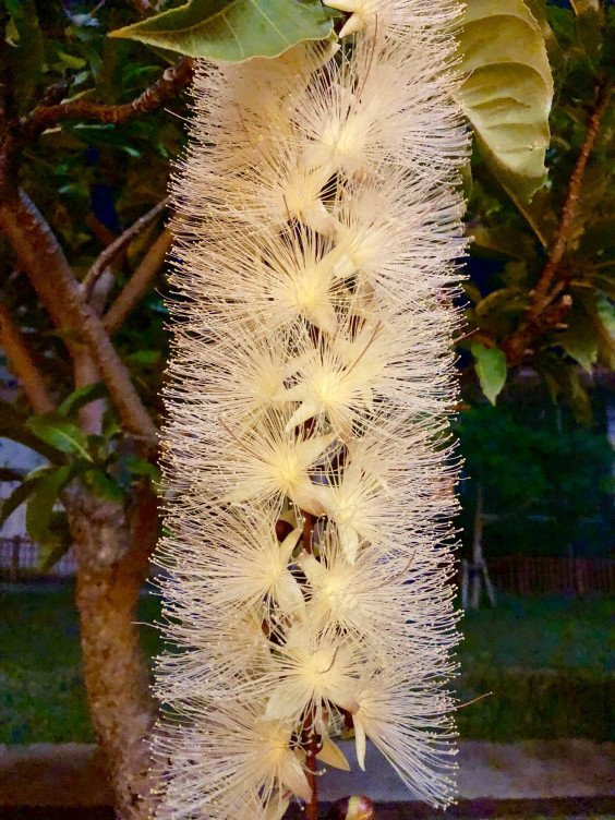 さがり花 バッグ紅型びんさと