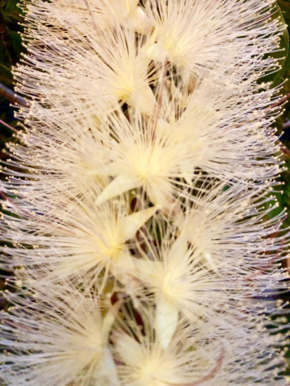 さがり花 バッグ紅型びんさと