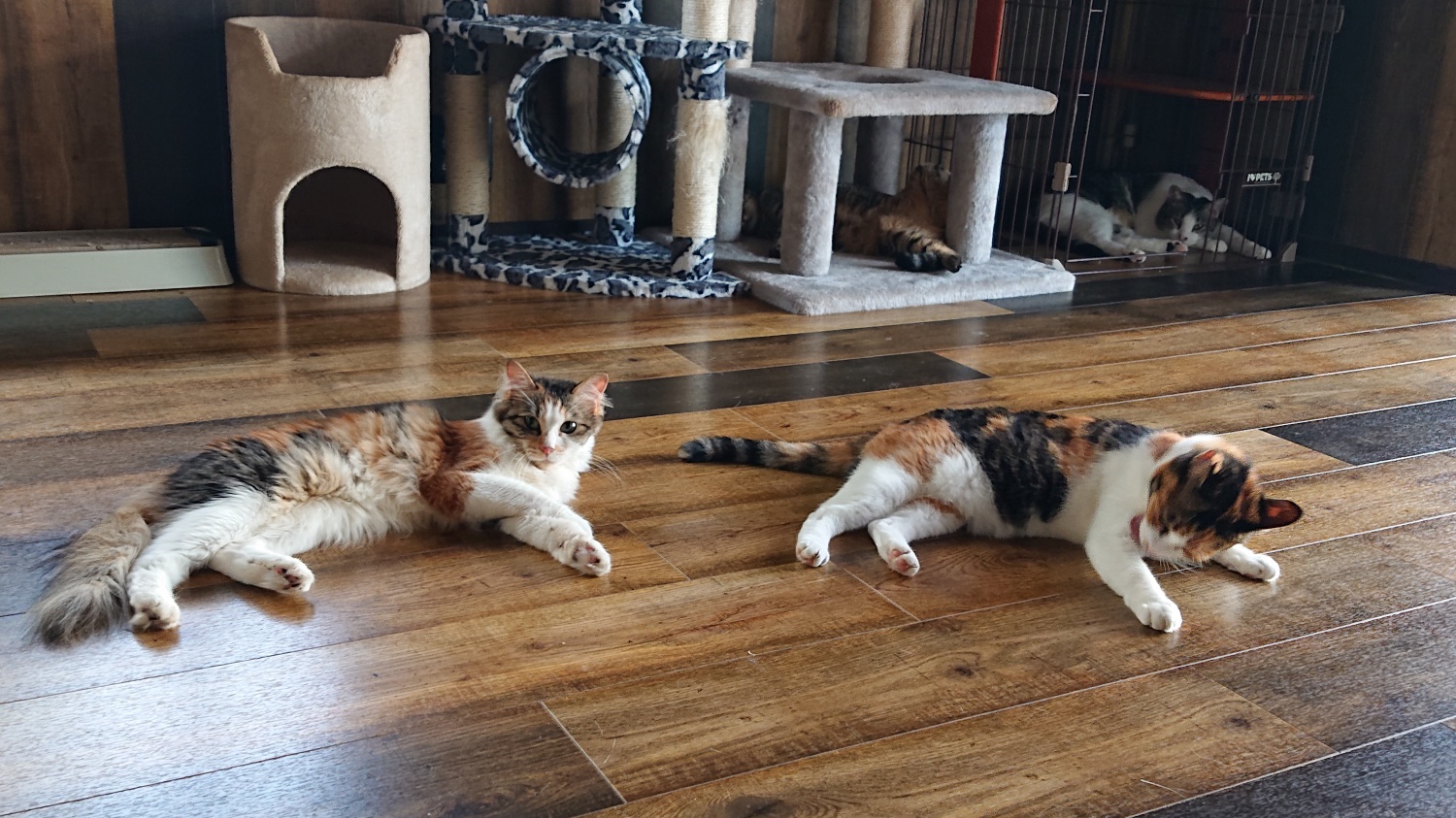 みけねこ | ねこハウス 空