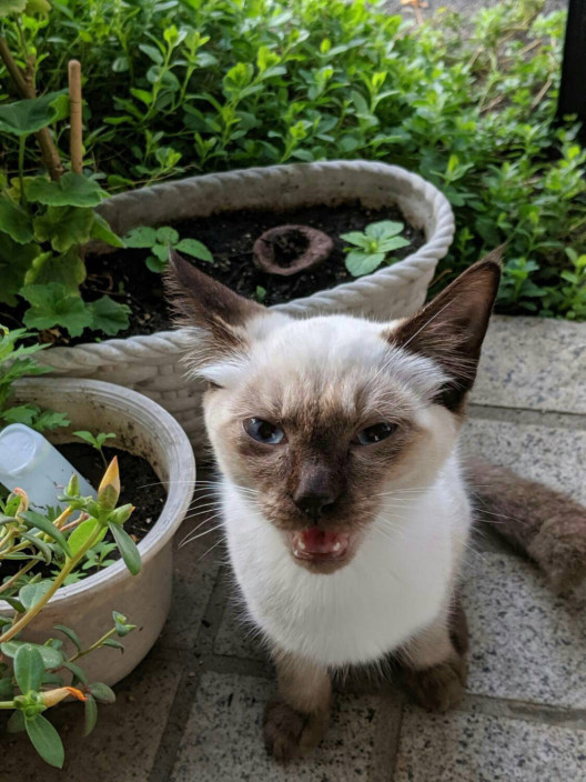 里親募集 ねこハウス 空