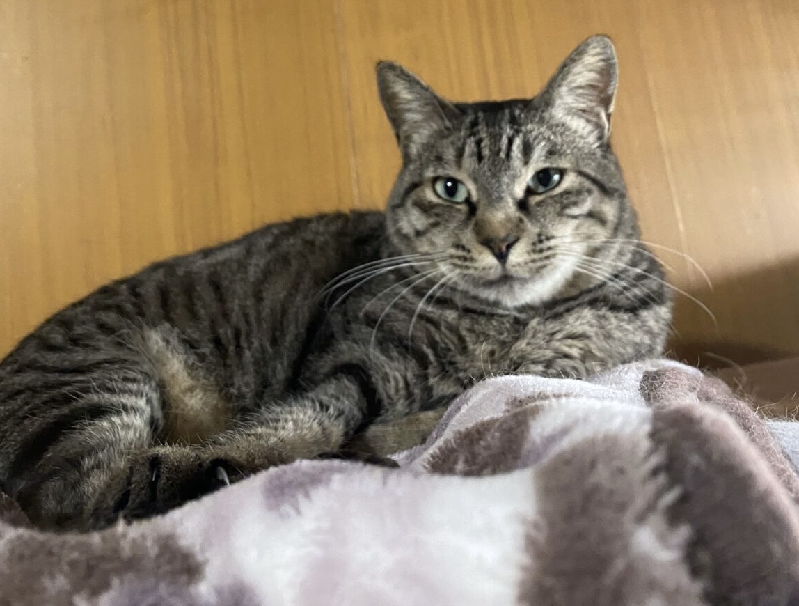 ふぅ。様ご確認用猫ちゃんの秘密基地