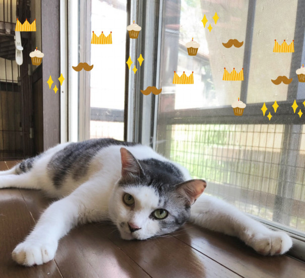 お父さんのお手手はクリームパン ねこハウス 空 お父さんのお手手はクリームパン ねこハウス 空