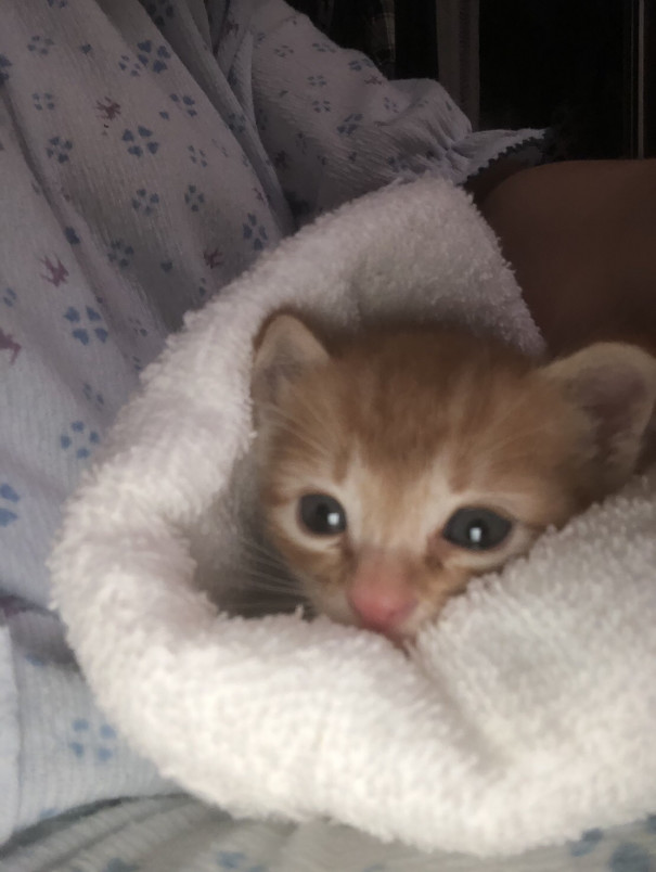 子猫ちゃんのお家 決まりました ねこハウス 空