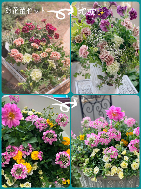 寄せ植えお花セット販売のお知らせ 癒しのガーデニングjuneberry教室
