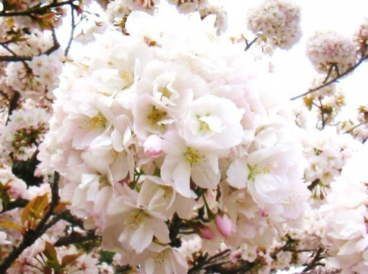 京都 桜の名所 元離宮二条城 文学の窓辺 京都 桜の名所 元離宮二条城 文学の窓辺