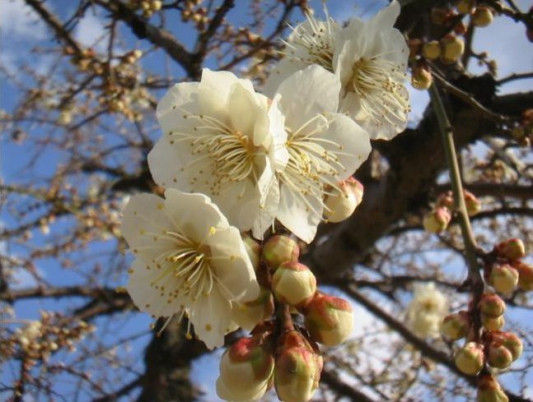 春の風物詩 和歌の世界に詠まれた 梅の花 文学の窓辺