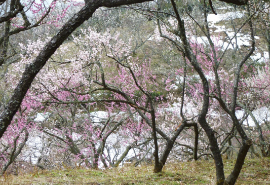 春の風物詩 和歌の世界に詠まれた 梅の花 文学の窓辺